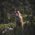 Distracted Mountain Fox by Brian Anderson
