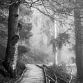 Divine Forest Photograph by Philippe Sainte-Laudy Divine Forest Photograph by Philippe Sainte-Laudy