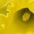 Divinely Golden Photograph by Tiesa Wesen Divinely Golden Photograph by Tiesa Wesen