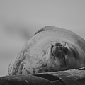 Do Not Awaken - Makes Me Crabby BW Photograph by Jeff at JSJ Photography Do Not Awaken - Makes Me Crabby BW Photograph by Jeff at JSJ Photography