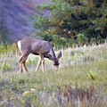 Doe Grazing in the Badlands by Lana Trussell