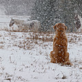Dog And Horses In The Snow Photograph by Karen Rispin Dog And Horses In The Snow Photograph by Karen Rispin