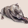 Dog eating chew toy Photograph by Jorgo Photography Dog eating chew toy Photograph by Jorgo Photography