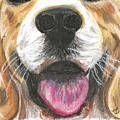 Dog Face by Monica Resinger Dog Face by Monica Resinger