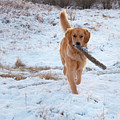 Dog Fetching In The Snow Photograph by Karen Rispin Dog Fetching In The Snow Photograph by Karen Rispin