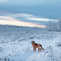 Dog in an Alberta winter pasture Photograph by Karen Rispin Dog in an Alberta winter pasture Photograph by Karen Rispin