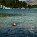 Dog in Elbow Lake, Alberta Photograph by Karen Rispin Dog in Elbow Lake, Alberta Photograph by Karen Rispin