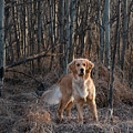 Dog In The Woods Photograph by Karen Rispin Dog In The Woods Photograph by Karen Rispin