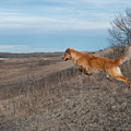 Dog Leaping Down A Hill Photograph by Karen Rispin Dog Leaping Down A Hill Photograph by Karen Rispin