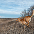 Dog Running In A Field Photograph by Karen Rispin Dog Running In A Field Photograph by Karen Rispin