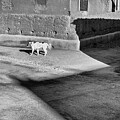 Dog Walking With Shadows by Bill Chardon