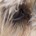 Dog's eye Painting by Sv Bell Dog's eye Painting by Sv Bell