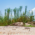 Dogs Eye View of the Foreground Photograph by Louis Dallara Dogs Eye View of the Foreground Photograph by Louis Dallara