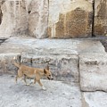 Dogs of Giza Photograph by Trevor Grassi Dogs of Giza Photograph by Trevor Grassi