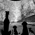 Dogs Spy Alien in Flying Saucer Digital Art by Donna Mibus Dogs Spy Alien in Flying Saucer Digital Art by Donna Mibus