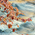 Dogwood and Standing Waves Digital Art by William Fields Dogwood and Standing Waves Digital Art by William Fields