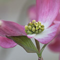 Dogwood Photograph by David Beechum Dogwood Photograph by David Beechum