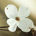 Dogwood in Autumn Hues Photograph by Tina Uihlein Dogwood in Autumn Hues Photograph by Tina Uihlein