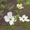 Dogwood In Spring #3 Photograph by Mindy Musick King Dogwood In Spring #3 Photograph by Mindy Musick King