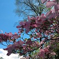 Dogwood Tree and Blue Skies Photograph by Christopher Lotito Dogwood Tree and Blue Skies Photograph by Christopher Lotito
