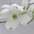 Dogwoods in Spring #2 by Mindy Musick King