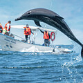Dolphin jumping over boat by Judi Dressler