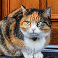 Domestic angry cat sitting in front of entry door. Kitten is pissed off. Colourful Felis catus waiting on open door. Angry cat face. Green eye. Cat has small bell around neck Photograph by Vaclav Sonnek Domestic angry cat sitting in front of entry door. Kitten is pissed off. Colourful Felis catus waiting on open door. Angry cat face. Green eye. Cat has small bell around neck Photograph by Vaclav Sonnek