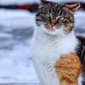 Domestic self-important kitten standing in snow. Arrogant cat face look at camera. Snooty face. Look like a boss. Felis catus show us whole her beauty Photograph by Vaclav Sonnek Domestic self-important kitten standing in snow. Arrogant cat face look at camera. Snooty face. Look like a boss. Felis catus show us whole her beauty Photograph by Vaclav Sonnek