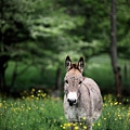 Donkey in the Grass by Carien Schippers