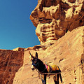 Donkey on a Ledge by Andrea Whitaker