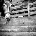 Donkey Photograph by Steve Stanger Donkey Photograph by Steve Stanger