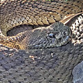 Don't Tread On Me Rattlesnake by Kim Kent