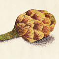 Dotted Artichoke Drawing by Heather E Harman Dotted Artichoke Drawing by Heather E Harman
