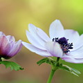 Double Anemone Photograph by Baggieoldboy Double Anemone Photograph by Baggieoldboy