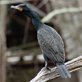 Double-Crested Cormorant on a Perch by Michael Moriarty