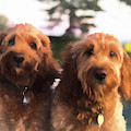 Double Goldendoodle  by Xine Segalas
