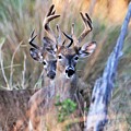 Double Vision  by Donald Sawin