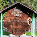 Douglas Fir Slab at SR 20 Vista by Tom Cochran