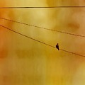 Dove on a Wire - Gold Photograph by Judy Kennedy Dove on a Wire - Gold Photograph by Judy Kennedy