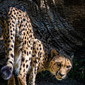 Down-low Cheetah Photograph by David Levin Down-low Cheetah Photograph by David Levin