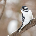 Downy in the Snow I by Alyssa Tumale