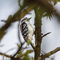 Downy Woodpecker Photograph by David Beechum Downy Woodpecker Photograph by David Beechum