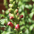 Dragon Buds Photograph by Heather E Harman Dragon Buds Photograph by Heather E Harman