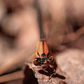 Dragon Fly Doug Photograph by Go and Flow Photos Dragon Fly Doug Photograph by Go and Flow Photos