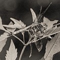 Dragon Fly Photograph by John Linnemeyer Dragon Fly Photograph by John Linnemeyer