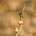 Dragonfly 2 Photograph by James Sage Dragonfly 2 Photograph by James Sage