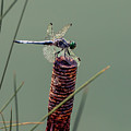Dragonfly 3 by James Sage
