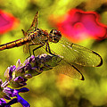 Dragonfly Photograph by Bill Barber Dragonfly Photograph by Bill Barber