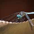 Dragonfly Eyes Photograph by Portia Olaughlin Dragonfly Eyes Photograph by Portia Olaughlin