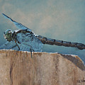 Dragonfly Painting by Heather E Harman Dragonfly Painting by Heather E Harman